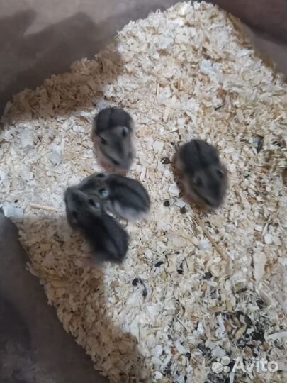 Джунгарский хомяк