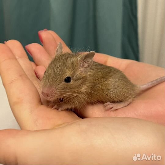 Чилийская белка дегу