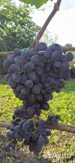 Виноград