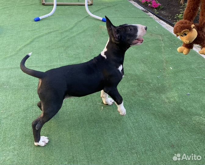 Бультерьер стандартный