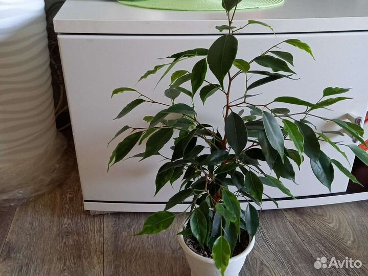 Комнатные растения