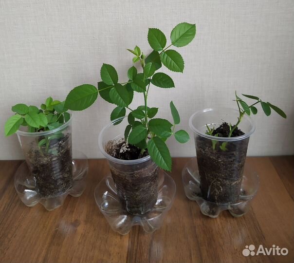 Роза комнатная