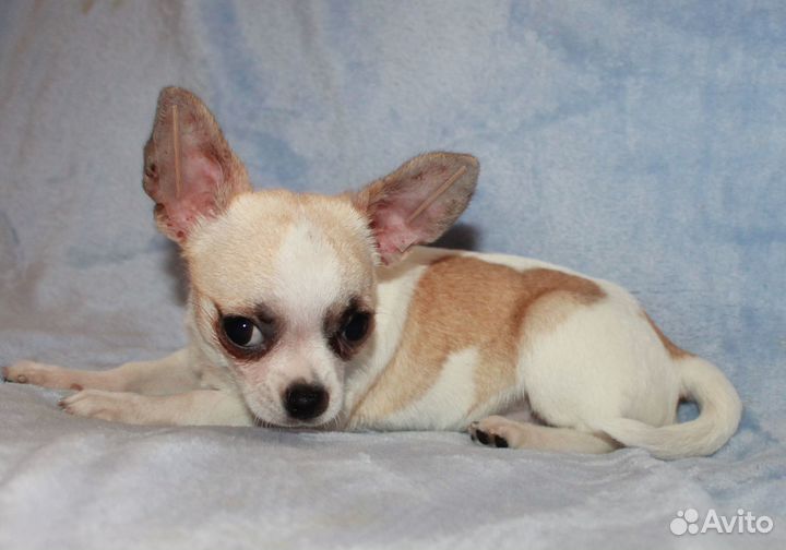 Мальчик бело кремовый