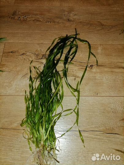 Растения в аквариум. Хелена улитка. Моллинезия