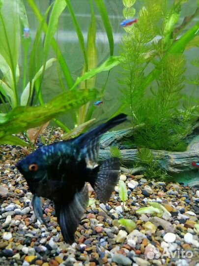 Рыбки скалярии