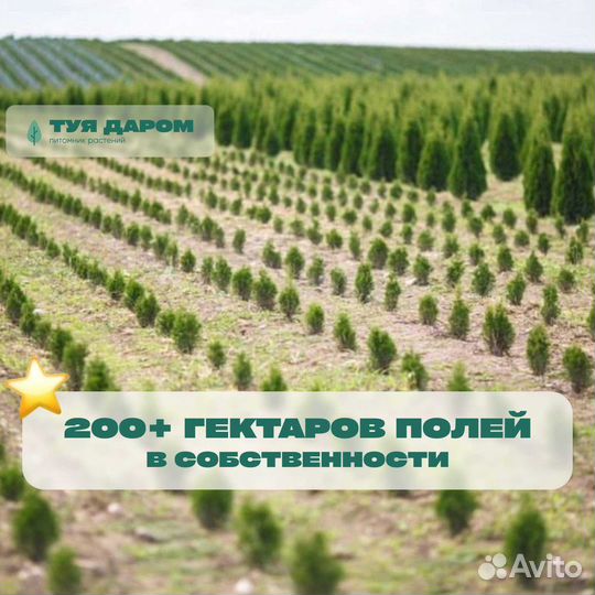 Туя смарагд 160 см