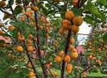 Саженцы абрикосы зимостойких сортов