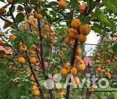Саженцы абрикосы зимостойких сортов