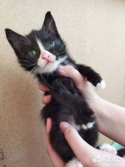 Котики бесплатно в добрые руки