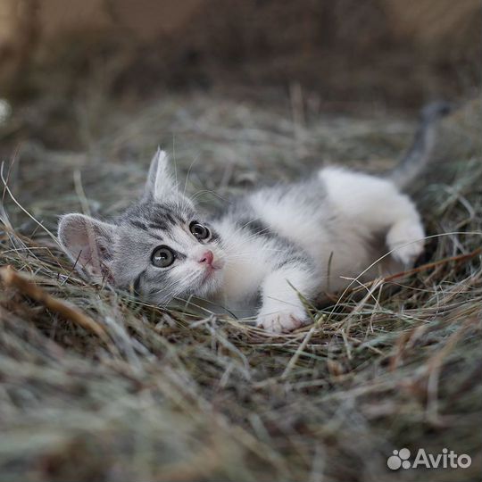 Котенок в добрые руки