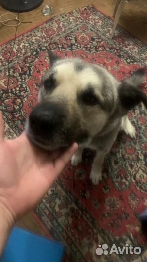 Собака в добрые руки