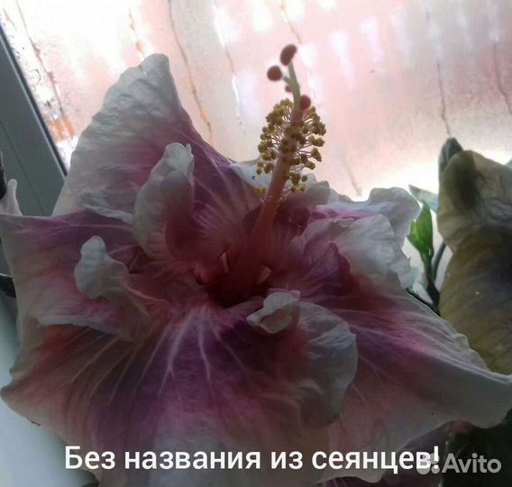 Гибискусы сортовые