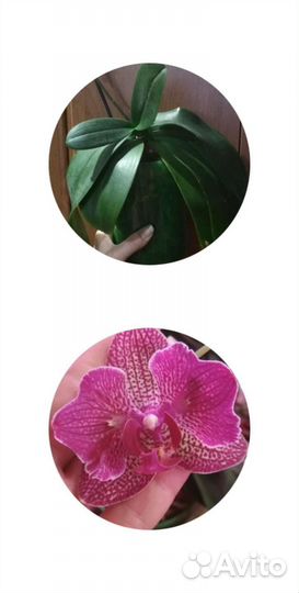 Орхидеи фаленопсис