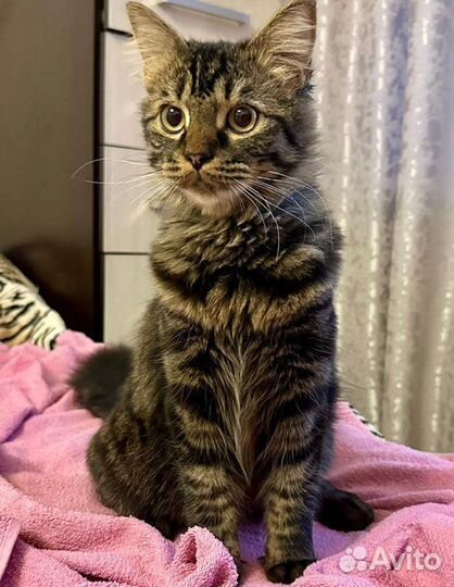 Котик молодой