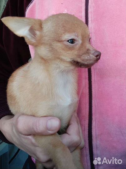 Помтойчик и девочка Шпица с док-ми