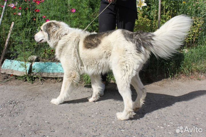 Пёс Шмель ищет тёплый дом и любящую семью