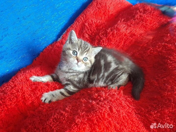 Продам Шотландских котят