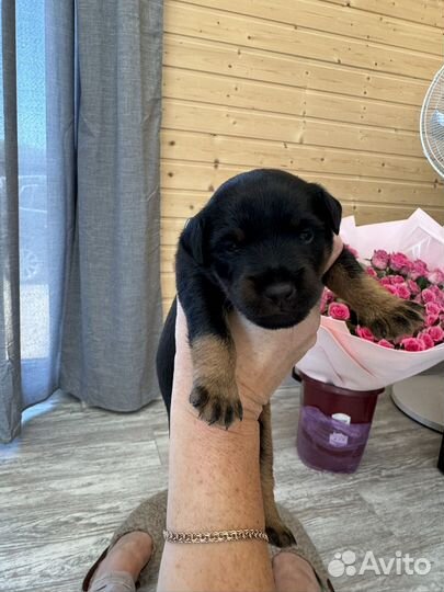 Щенки ягдтерьера