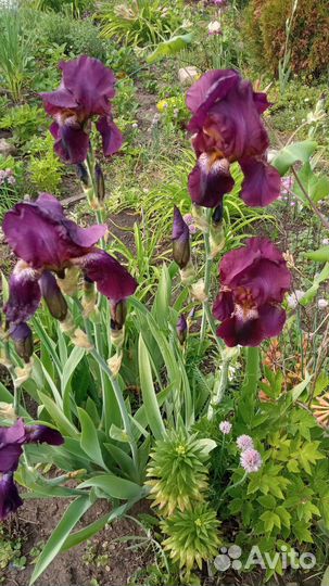 Ирис баклажан цвета