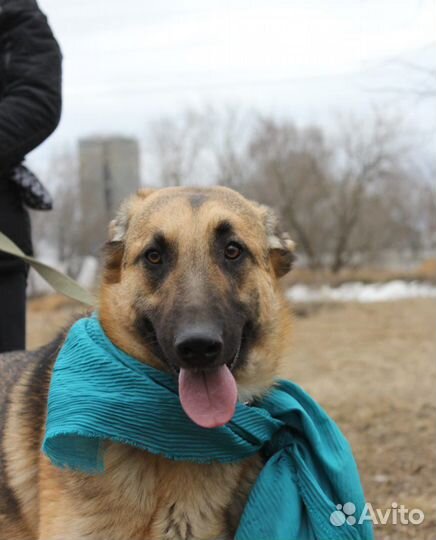 Собаки бесплатно