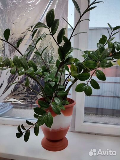 Замиокулькас