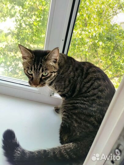 Отдам кота в добрые руки