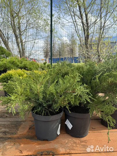 Можжевельник Минт Джулеп