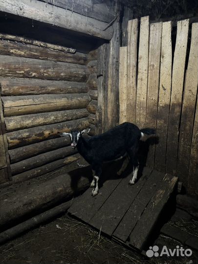 Молодые дойные козы