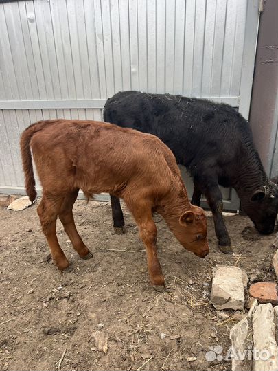 Телочка и бычки