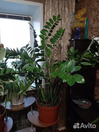 Замиакулькас, долларовое дерево