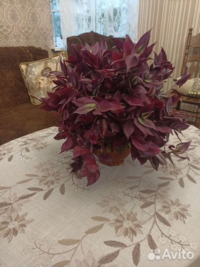 Традисканция