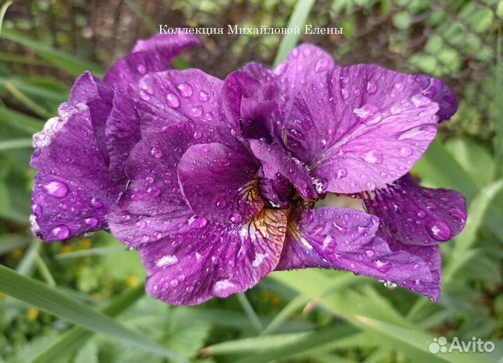 Ирисы сибирские разные