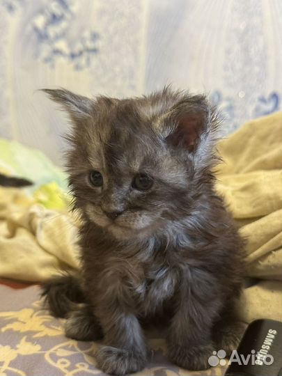 Котята мейн-кун