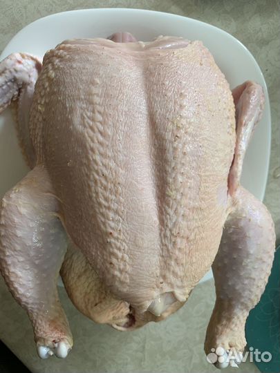 Курица домашняя бройлер