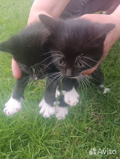 Котята