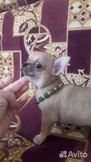 Щенки чихуахуа