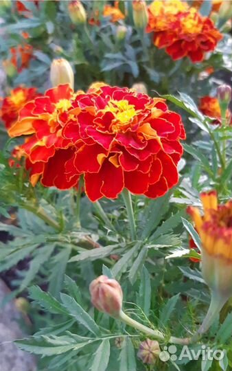 Семена бархатцев, настурции,пионы, хосты