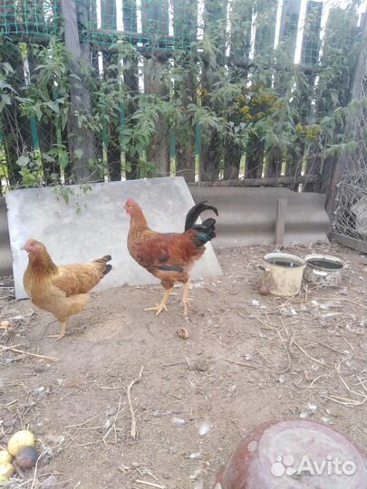 Молодые петухи