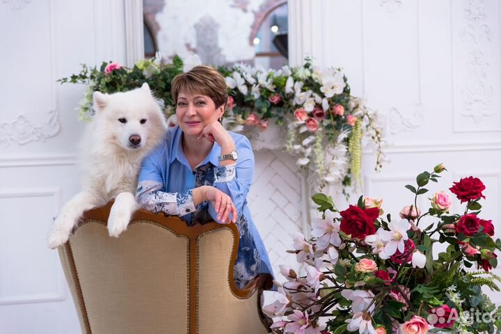 Фотосессия с самоедом, собака в аренду