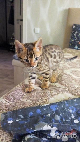Бенгальский котенок