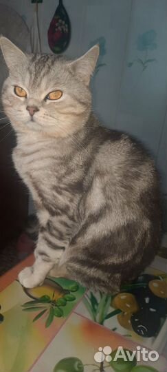 Шотланский котенок