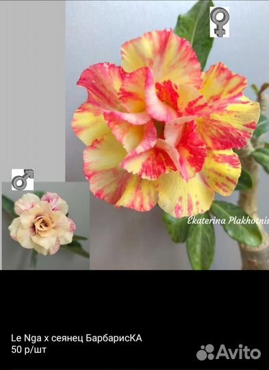 Семена адениума