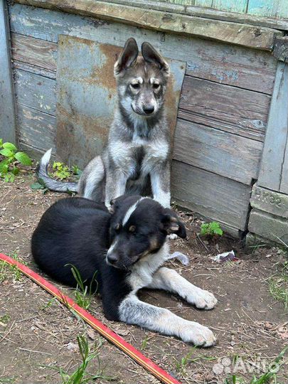 Щенки в добрые руки