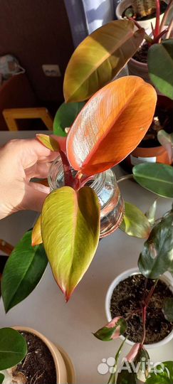 Филодендрон принц оранж