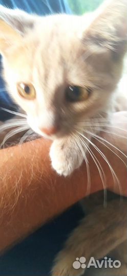 Рыжий котёнок мальчик