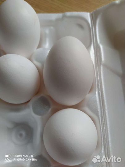 Домашние куриные яйца