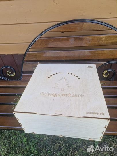 Сеянцы сосны зкс оптом