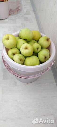 Яблоки домашние