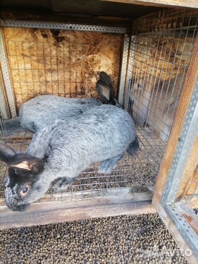 Кролик породы полтавское серебро