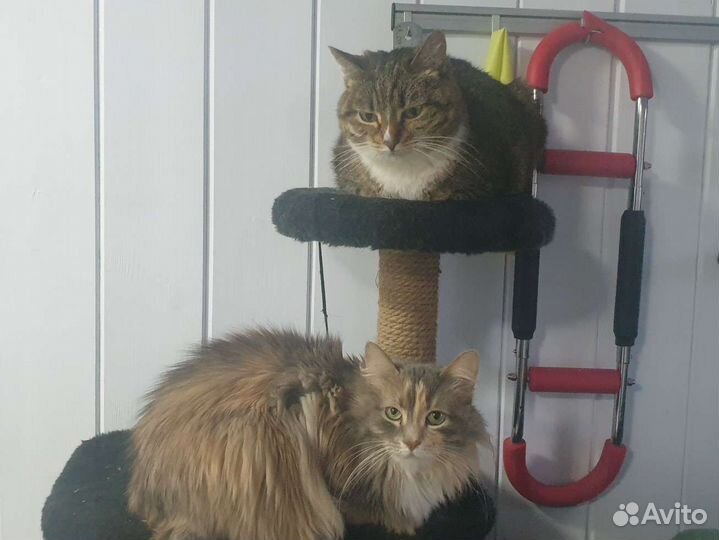 Отдам в добрые руки